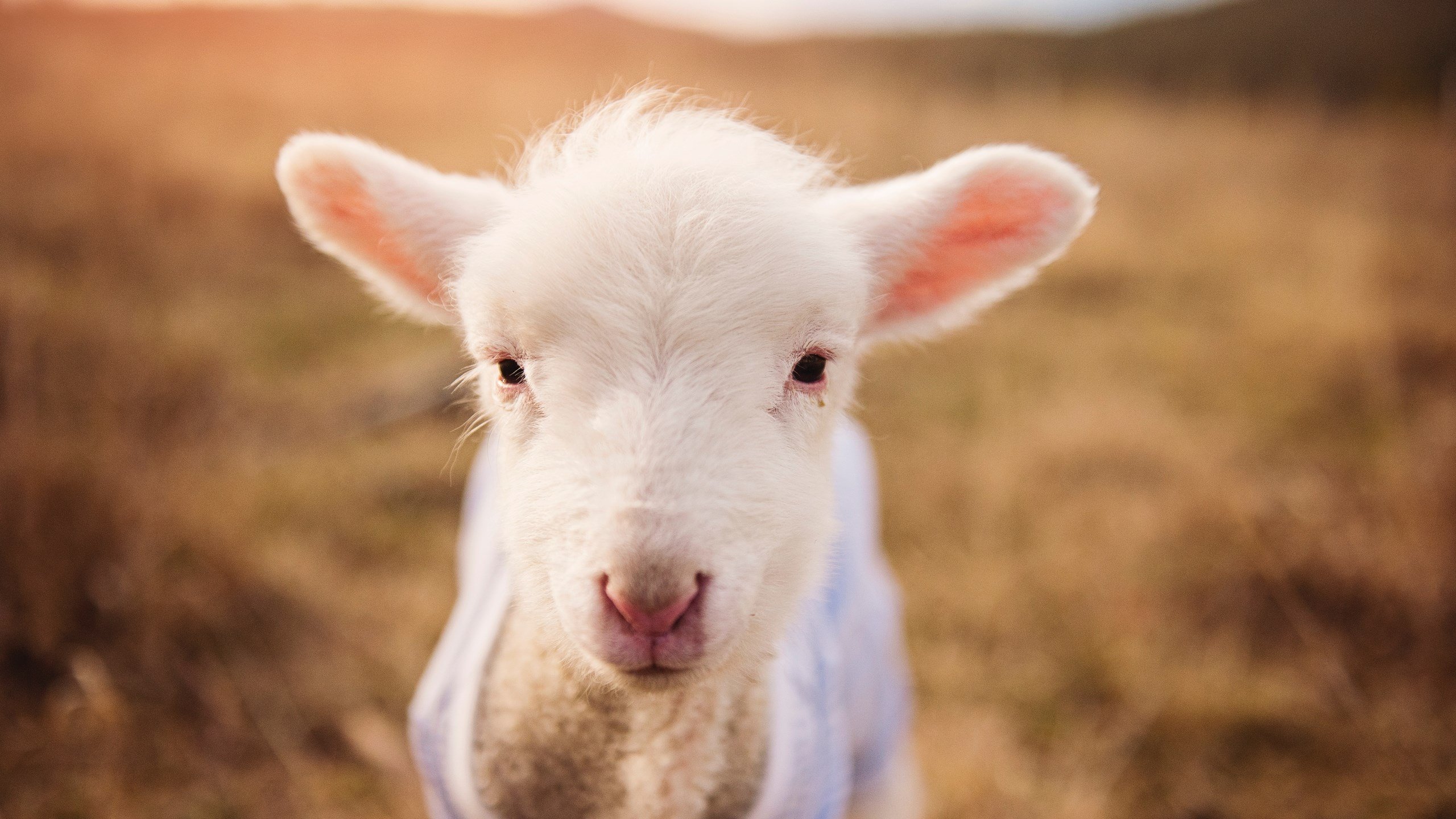 “德甲豪门鏖战到底，最后冲刺引关注”，德甲豪门降级