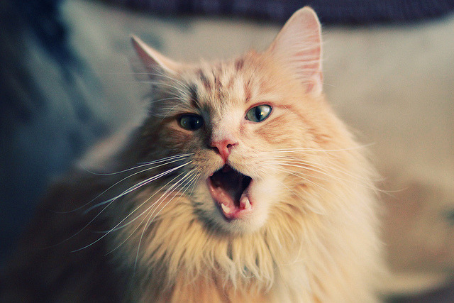 《全球电竞联赛布局:区域赛逐步扩大影响力》,电竞全球总结赛