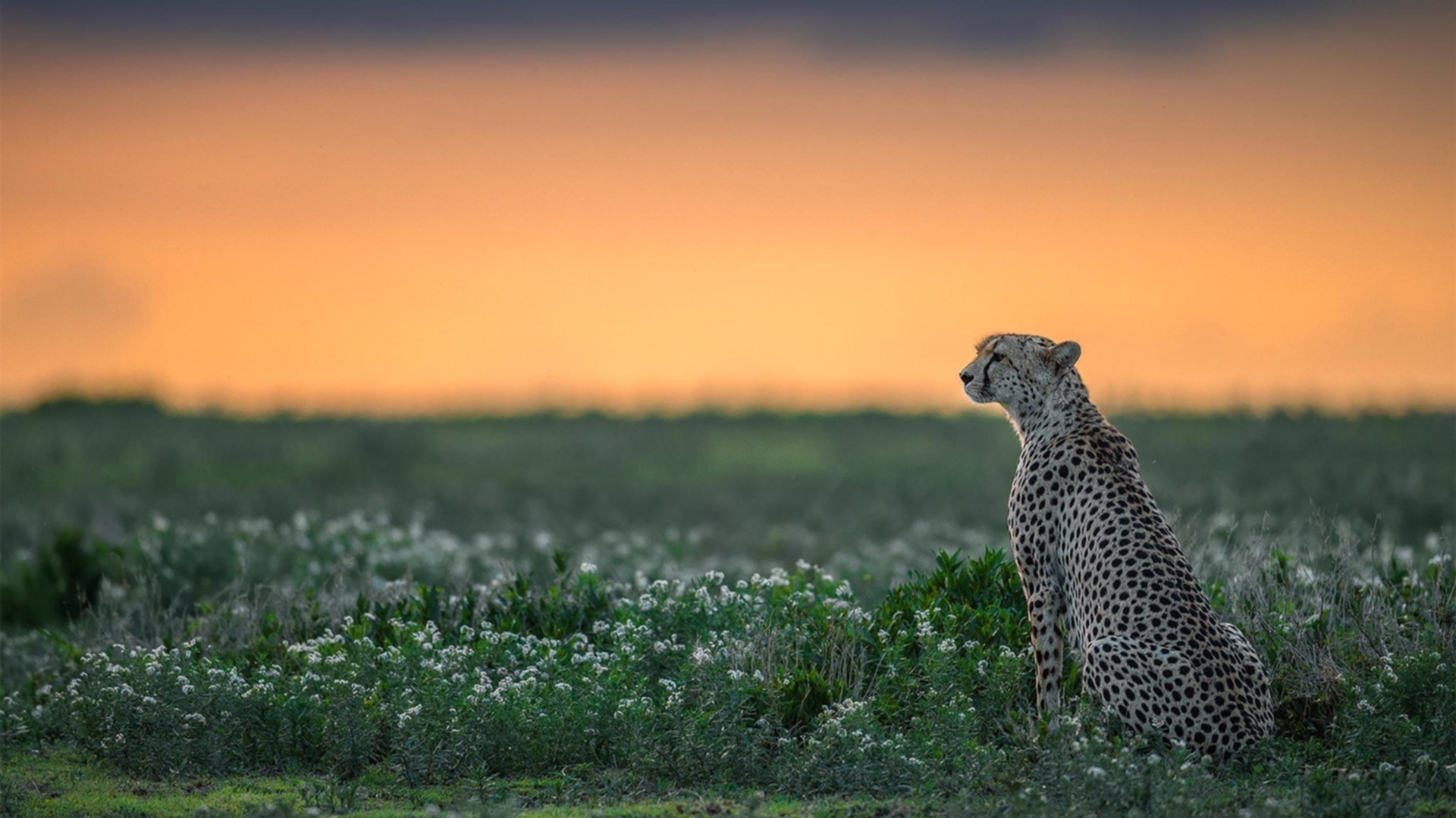 【比赛精彩】奥沙利文：罚分背后的“妙手”操作分析，奥沙利文147问裁判奖金