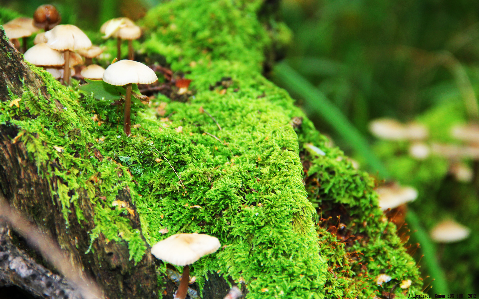 受众热议：最受喜爱的车手TOP10，十大最受欢迎的车